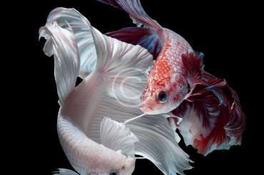 Lifespan of freshwater aquarium fishes